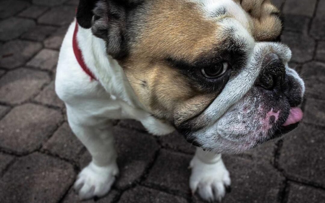 Commodi dolorem consequatur voluptas magnam eos